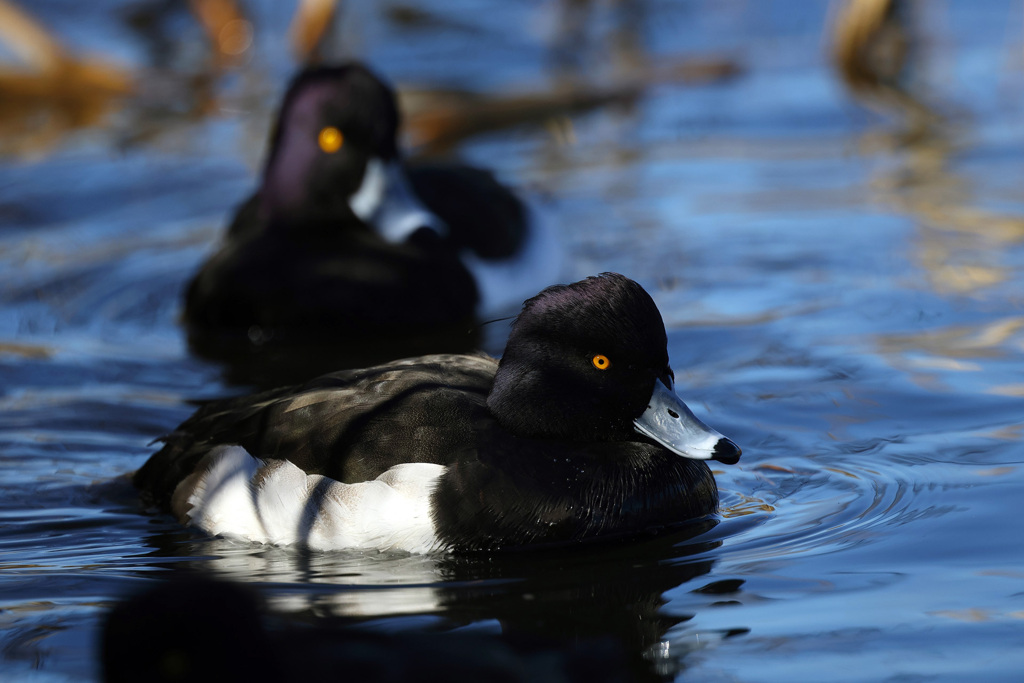 キンクロハジロ