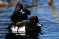 キンクロハジロ