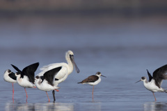 クロツラヘラサギ（セイタカシギ）