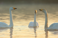 オオハクチョウ