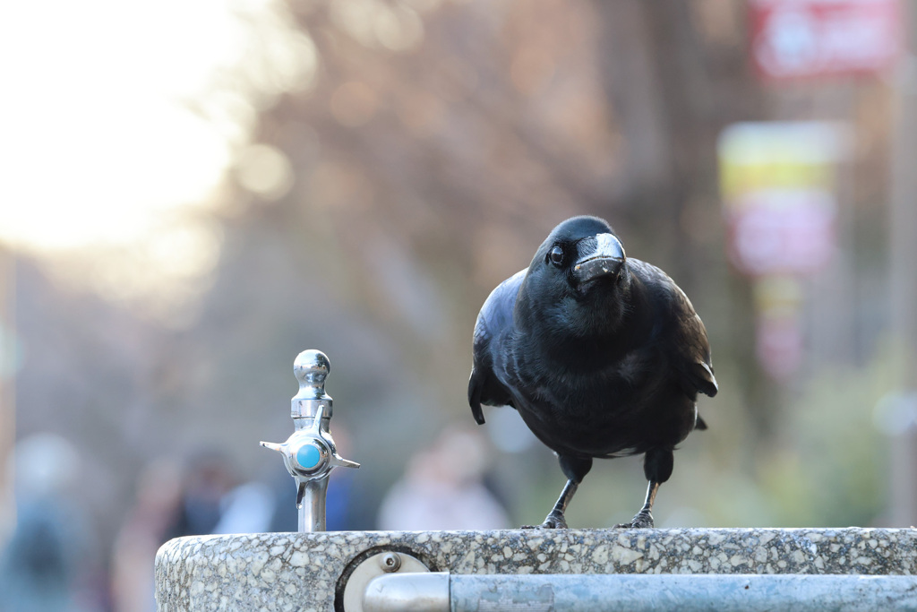 ハシブトガラス