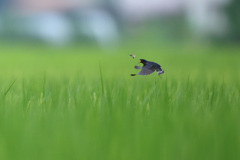 ツバメ