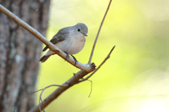 ニシオジロビタキ