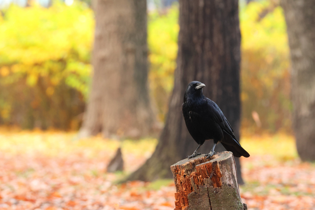 ハシボソガラス