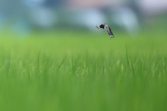 ツバメ
