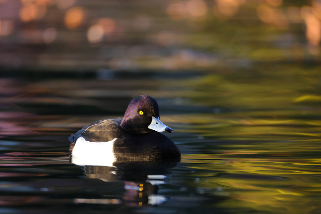 キンクロハジロ