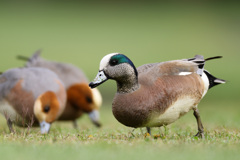 アメリカヒドリ