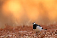 セグロセキレイ