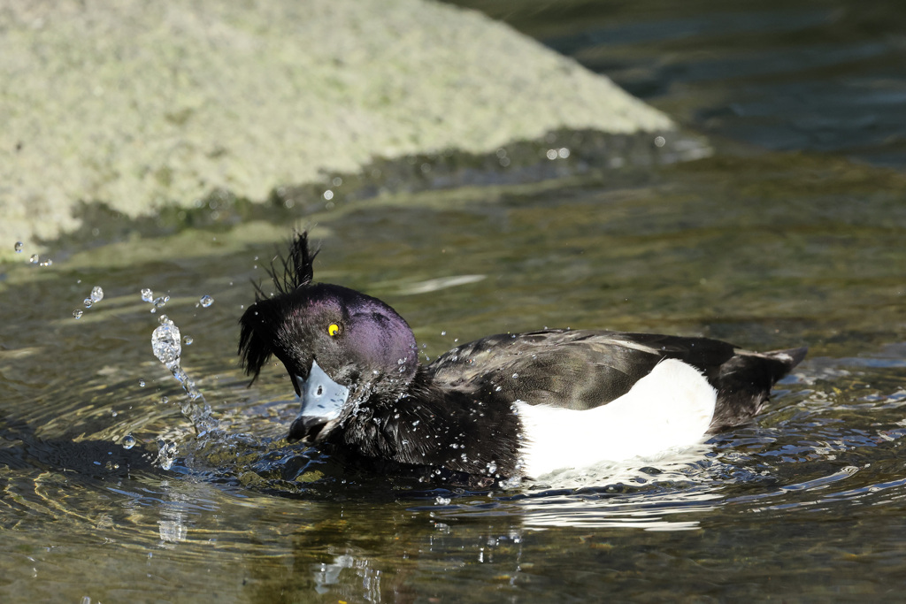 キンクロハジロ