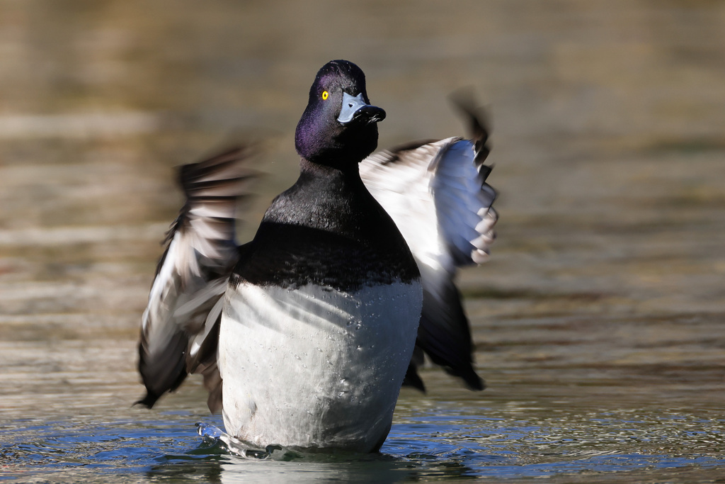 キンクロハジロ