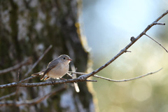 ニシオジロビタキ
