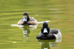 キンクロハジロ