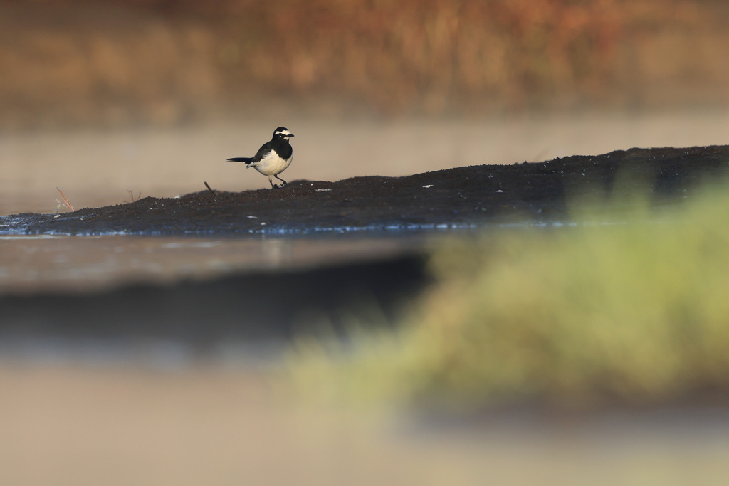セグロセキレイ
