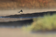 セグロセキレイ