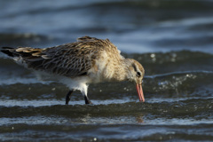 オオソリハシシギ