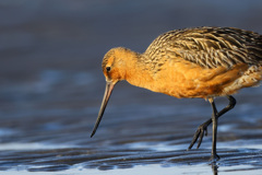 オオソリハシシギ