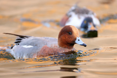 ヒドリガモ（ハシビロガモ）