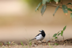 セグロセキレイ