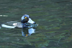 キンクロハジロ