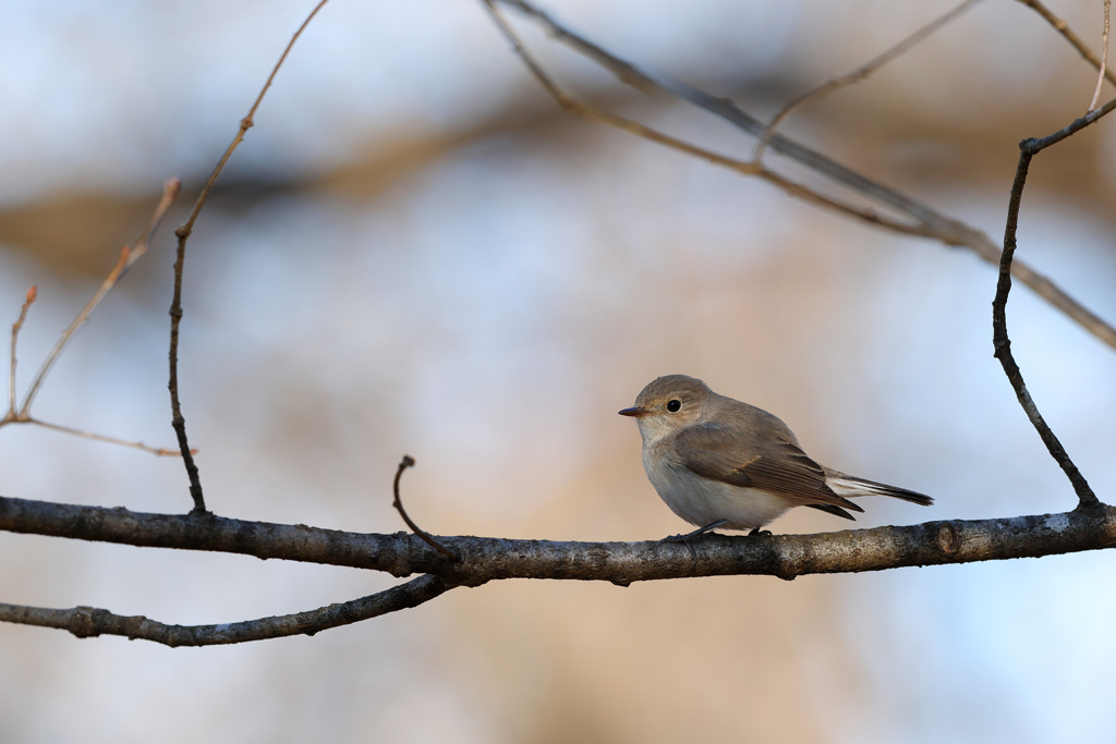 ニシオジロビタキ