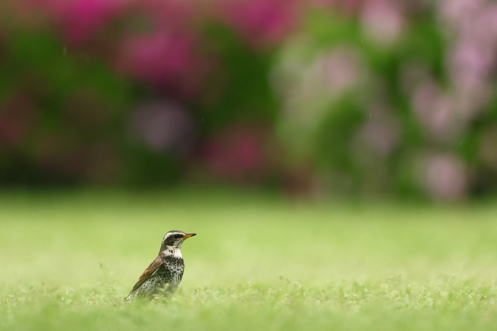 ツグミ