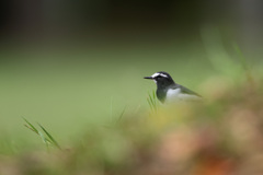 セグロセキレイ