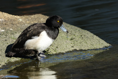 キンクロハジロ