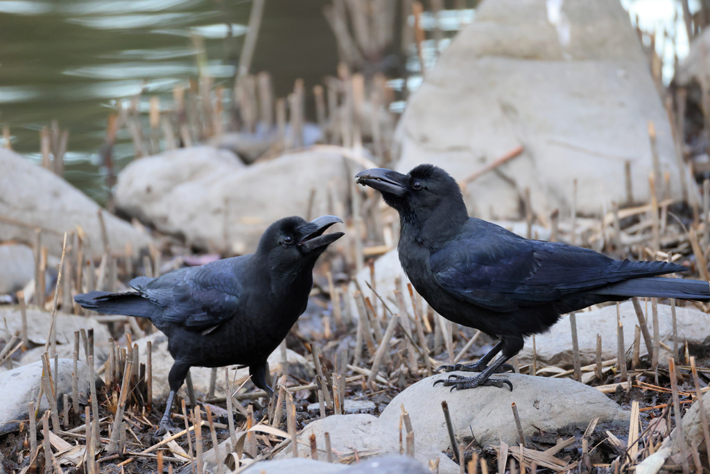 ハシブトガラス