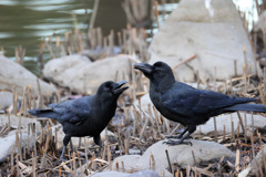 ハシブトガラス