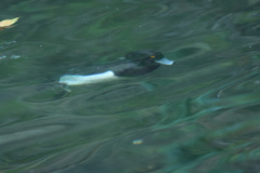 キンクロハジロ