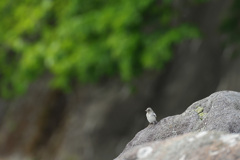 セグロセキレイ（幼鳥）