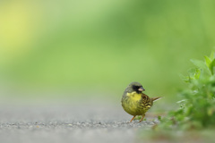 アオジ
