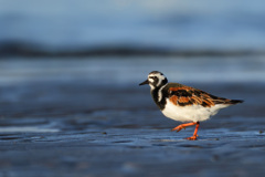 キョウジョシギ