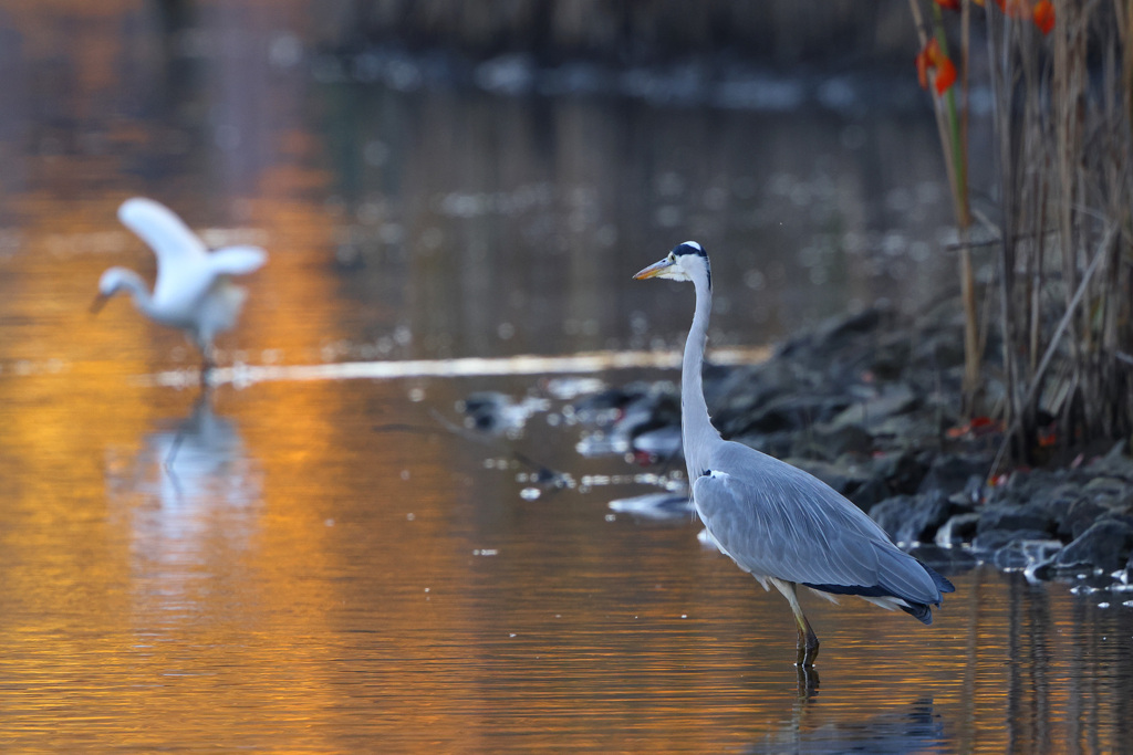 アオサギ（コサギ）