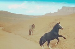 アリゾナ　野生の馬
