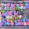 柳谷観音紫陽花花手水