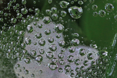 水滴の紫陽花