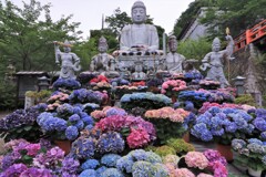 壷阪寺の紫陽花