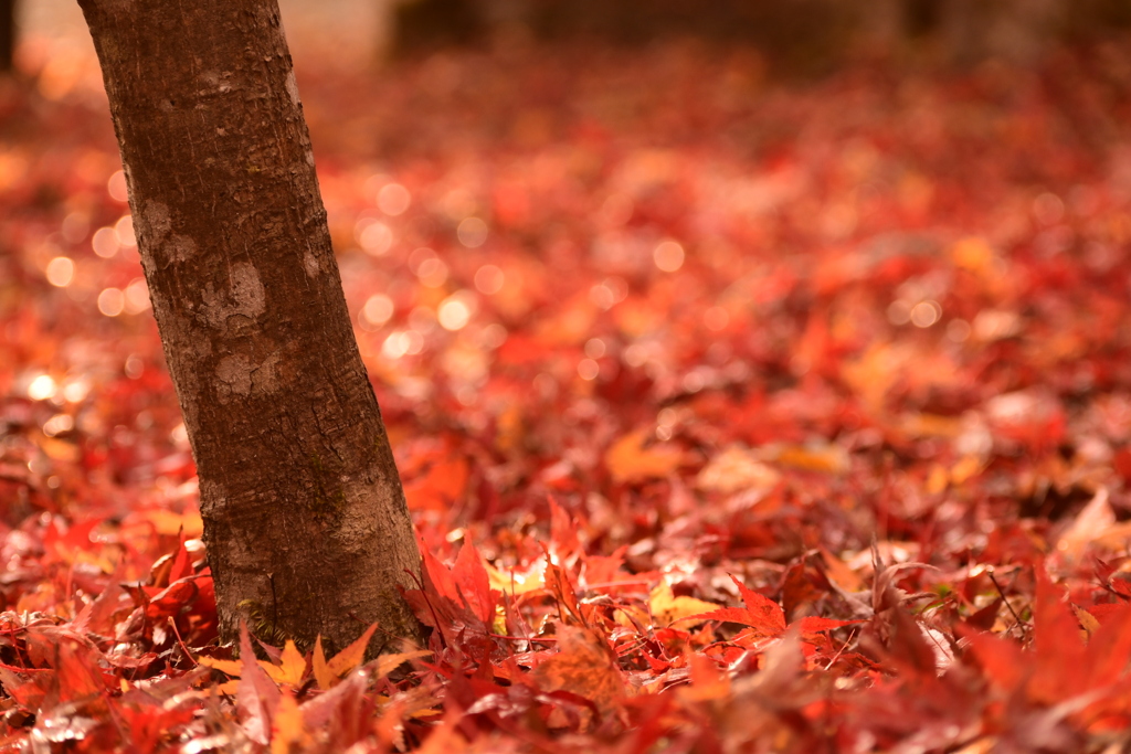 紅の中で伸びる生命