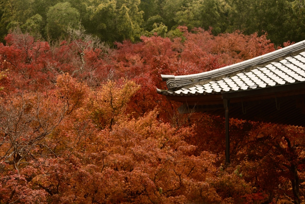 圓光寺 紅葉