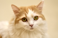 カメラ目線の猫