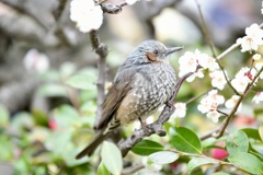 大阪城公園で野鳥撮影①