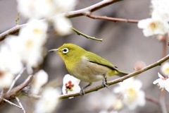 大阪城公園での野鳥撮影②