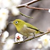 大阪城公園での野鳥撮影②