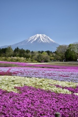 富士芝桜公園