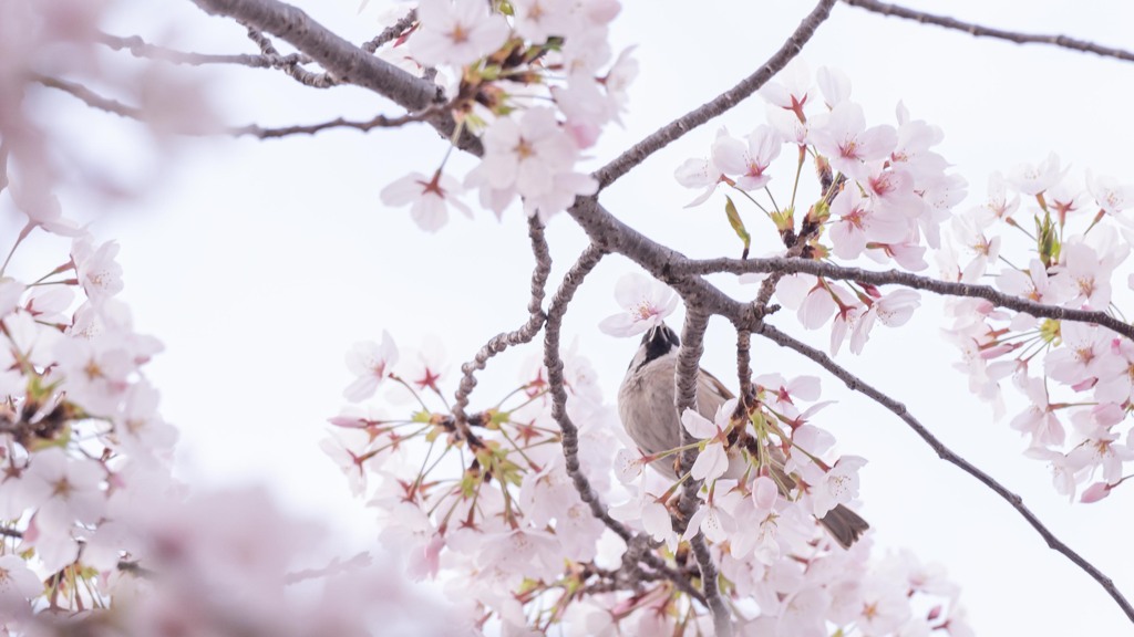 スズメの花摘み