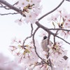 スズメの花摘み
