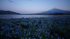 ネモフィラ富士山