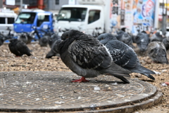 ふくら鳩
