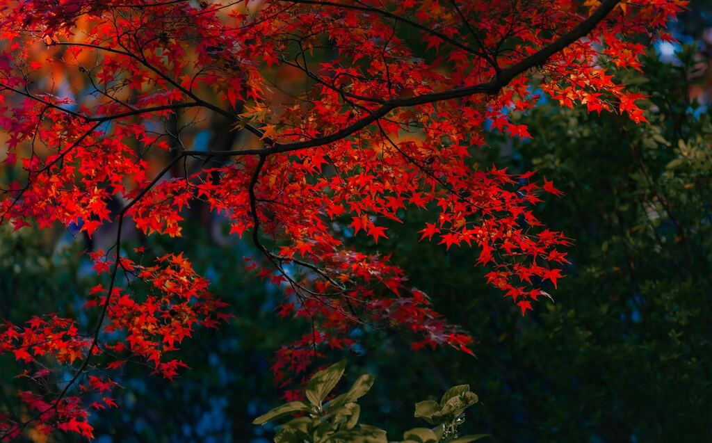 赤へ、朱へ、紅へ